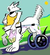 dog for_others gatto wheelchair // 2000x2200 // 126KB